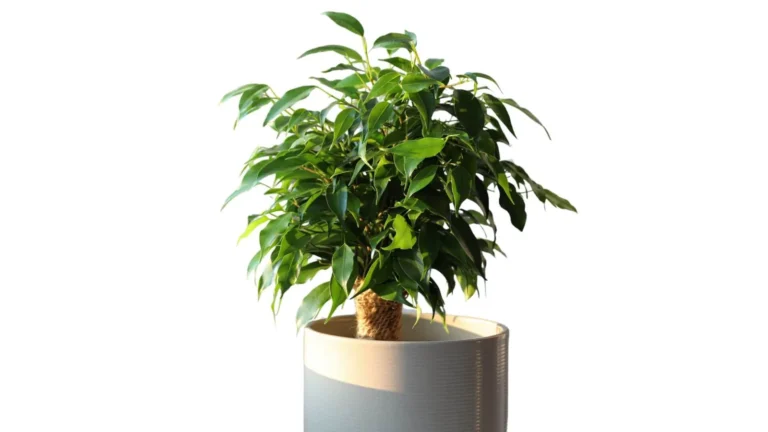 Bendžamina fikuss (Ficus benjamina)