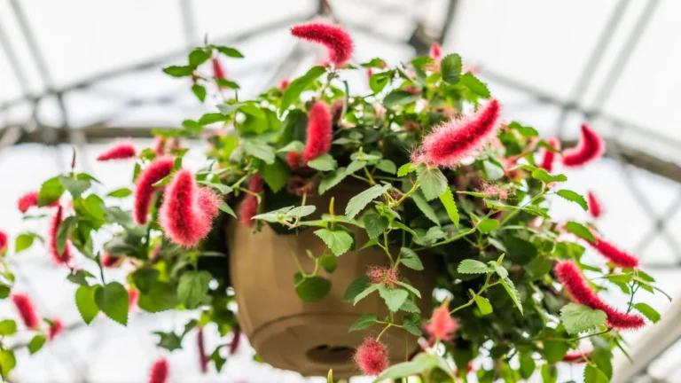 Sarkanā lapsaste (Acalypha hispida)