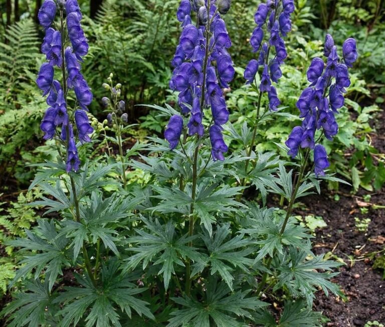 Rāceņu kurpīte (Aconitum napellus)