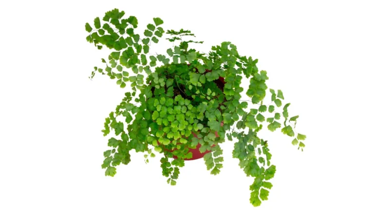 Veneras matu paparde (Adiantum capillus-veneris)