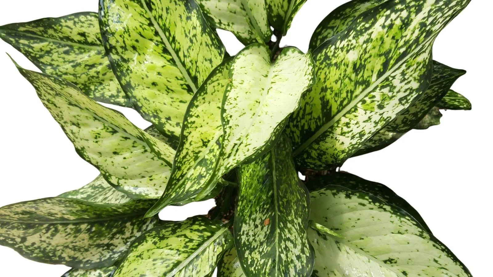 Aglaonēma (Aglaonema)