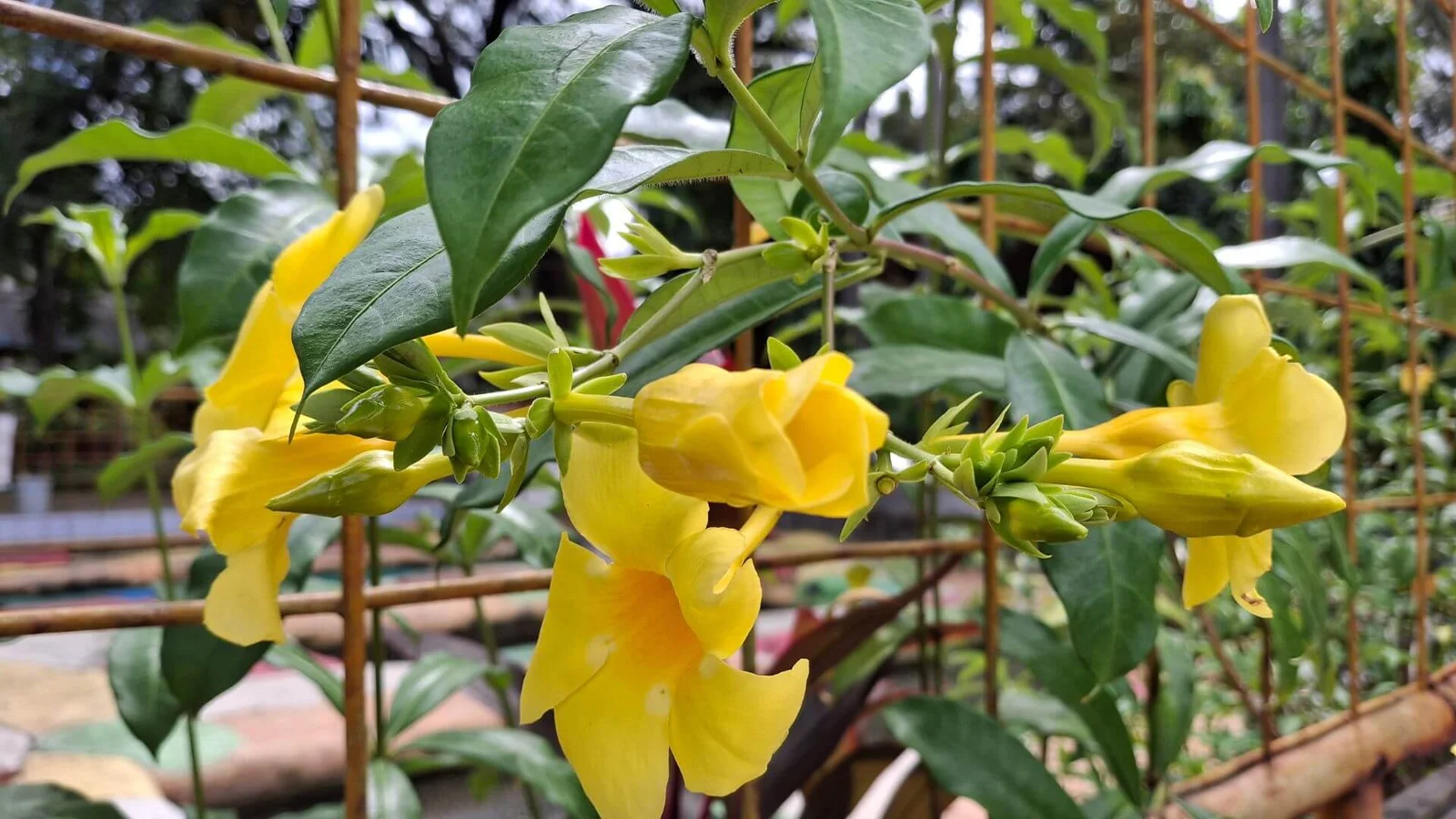 Zelta alamanda (Allamanda cathartica)