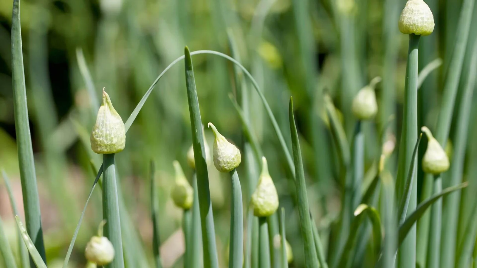 Parastais sīpols (Allium cepa)