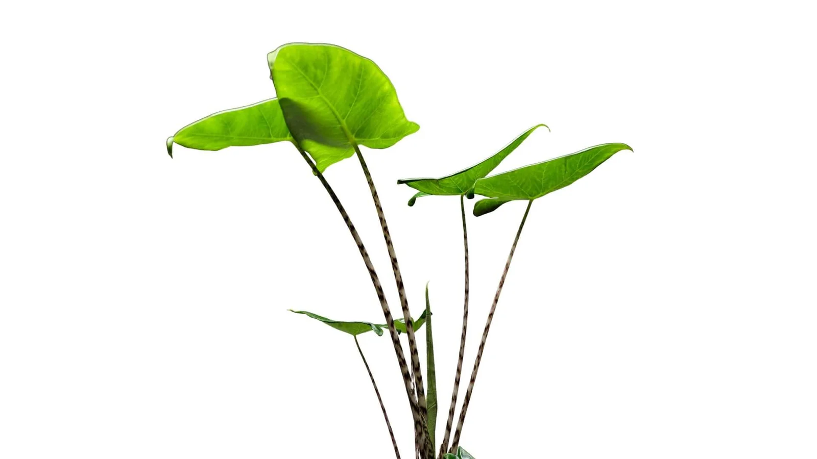 Zebrainā alokāzija (Alocasia zebrina)