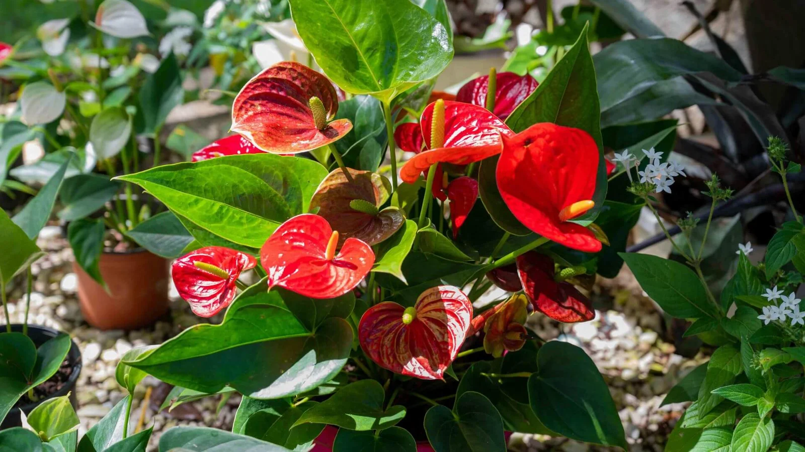 Andrē antūrija (Anthurium andraeanum)
