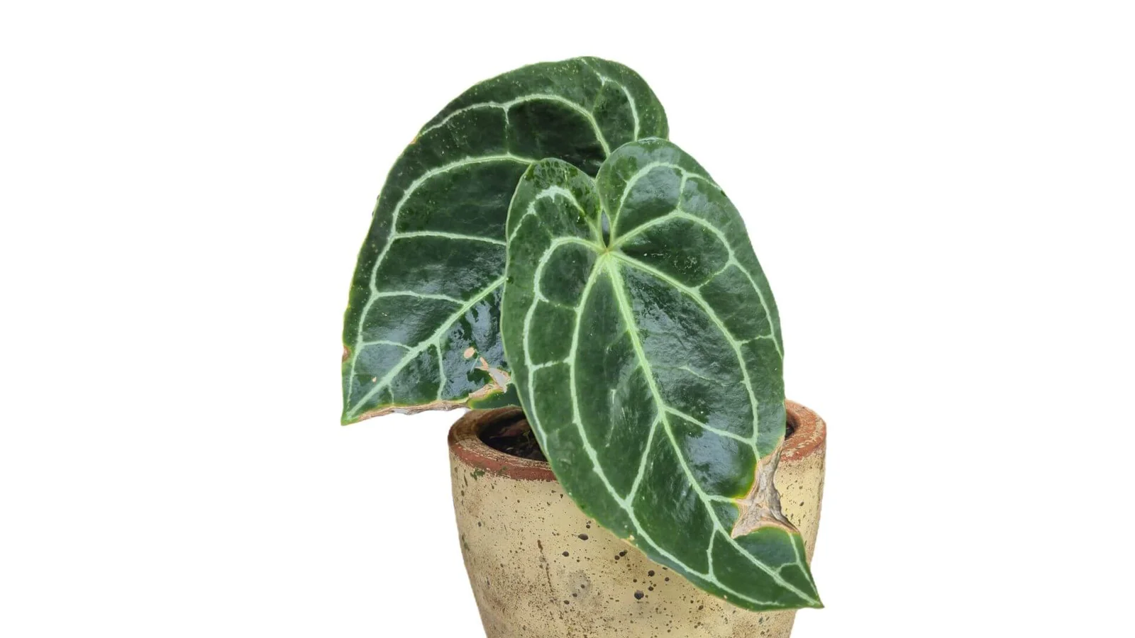Antūrija ‘Clarinervium’ (Anthurium clarinervium)