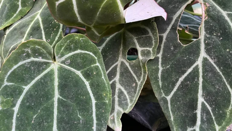 Kristāla antūrija (Anthurium crystallinum)