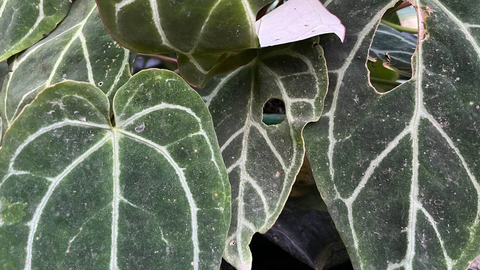 Kristāla antūrija (Anthurium crystallinum)