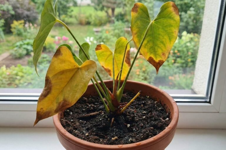 Antūrijas lapas dzeltē, 5 iemesli un kā glābt augu (glābšanas plāns)
