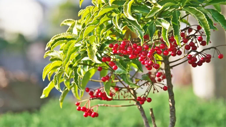 Ardīsija crenata (Ardisia crenata)