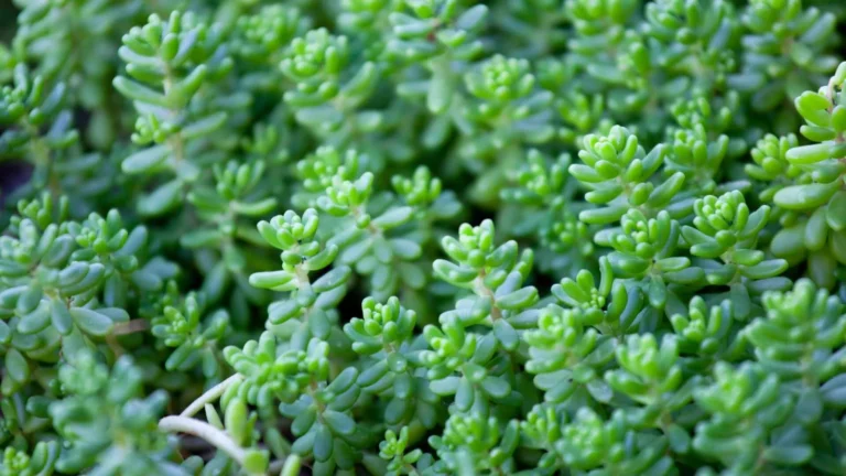 Baltais laimiņš (Sedum album)