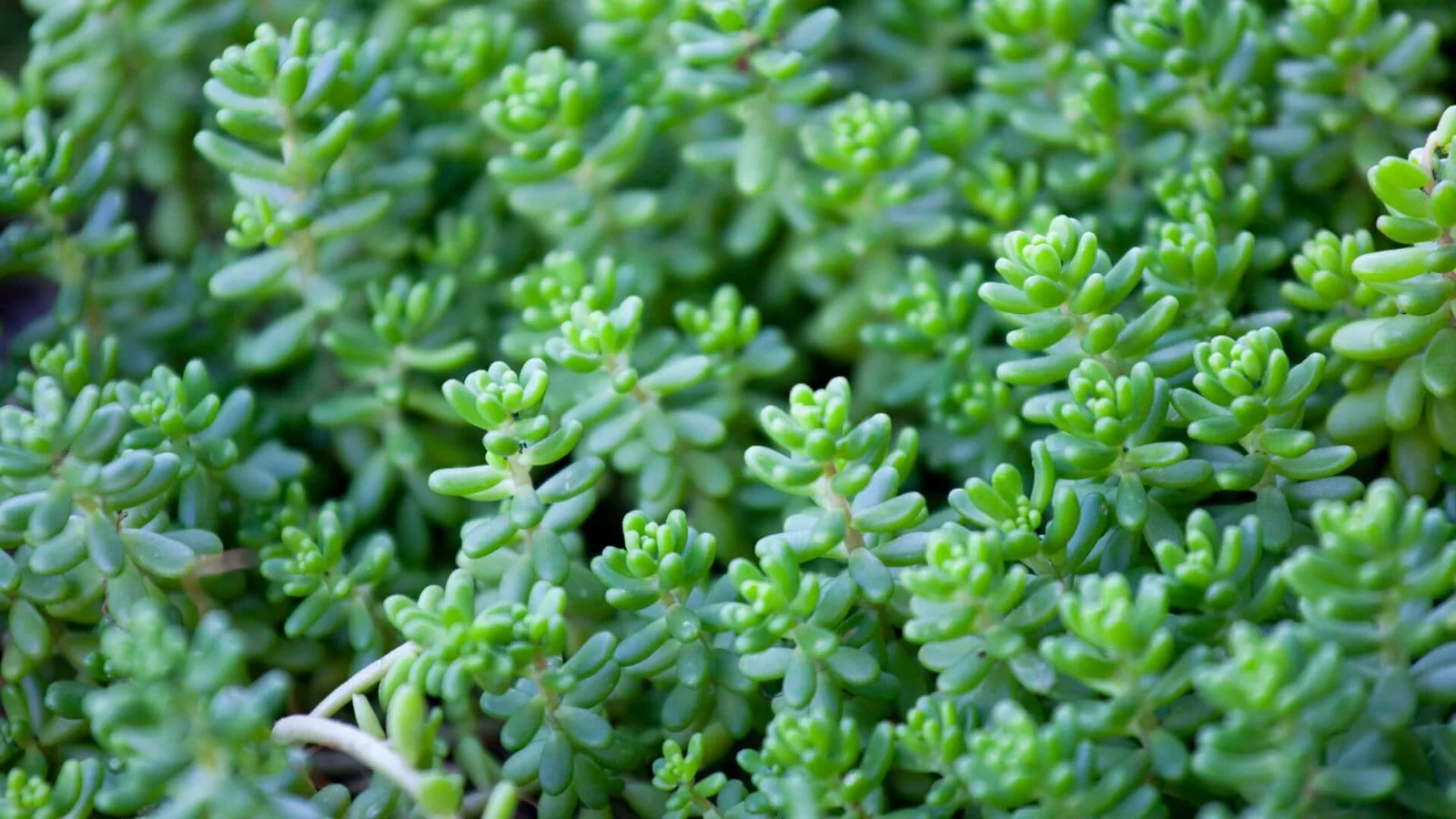 Baltais laimiņš (Sedum album)