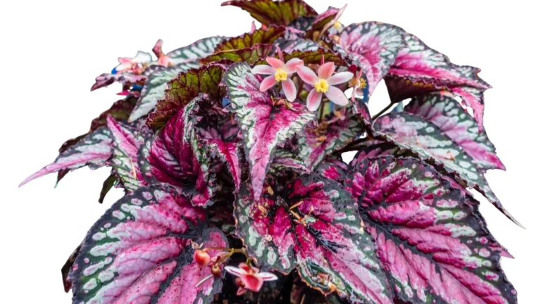 Karaliskā begonija (Begonia rex)