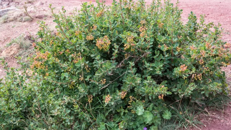 Parastā bārbele (Berberis vulgaris)