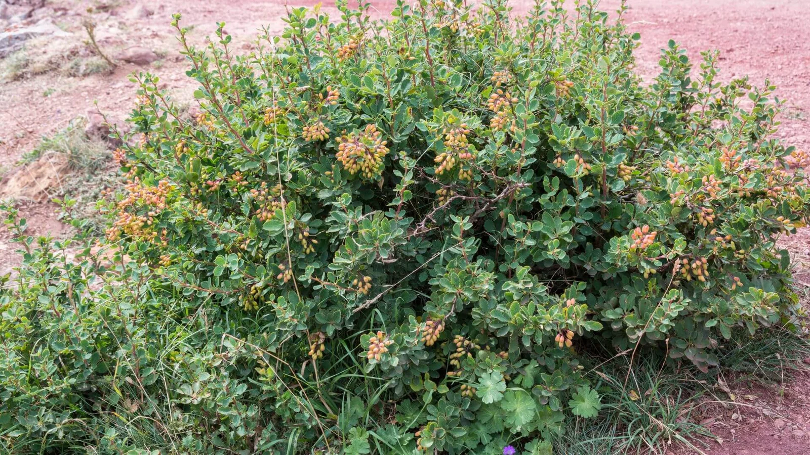 Parastā bārbele (Berberis vulgaris)