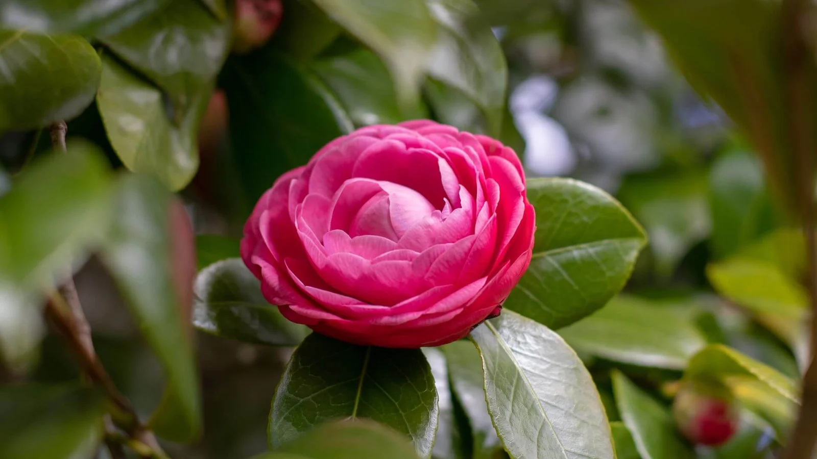 Japānas kamēlija (Camellia japonica)