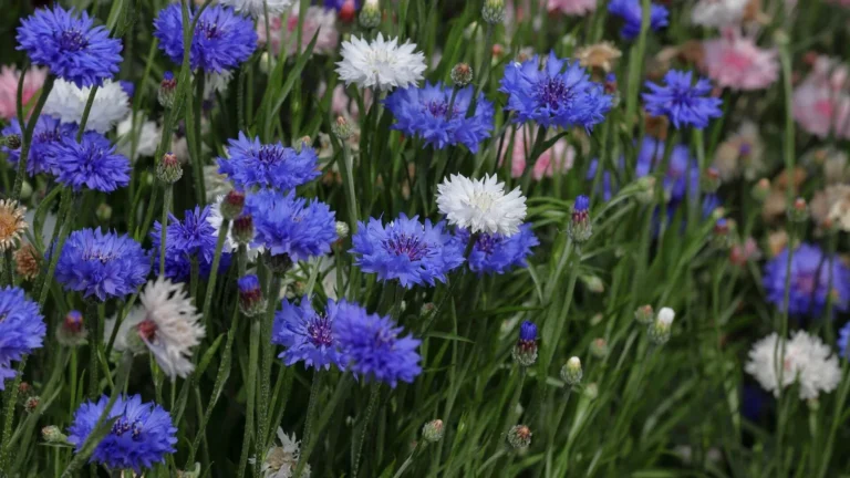 Zilā rudzupuķe (Centaurea cyanus)