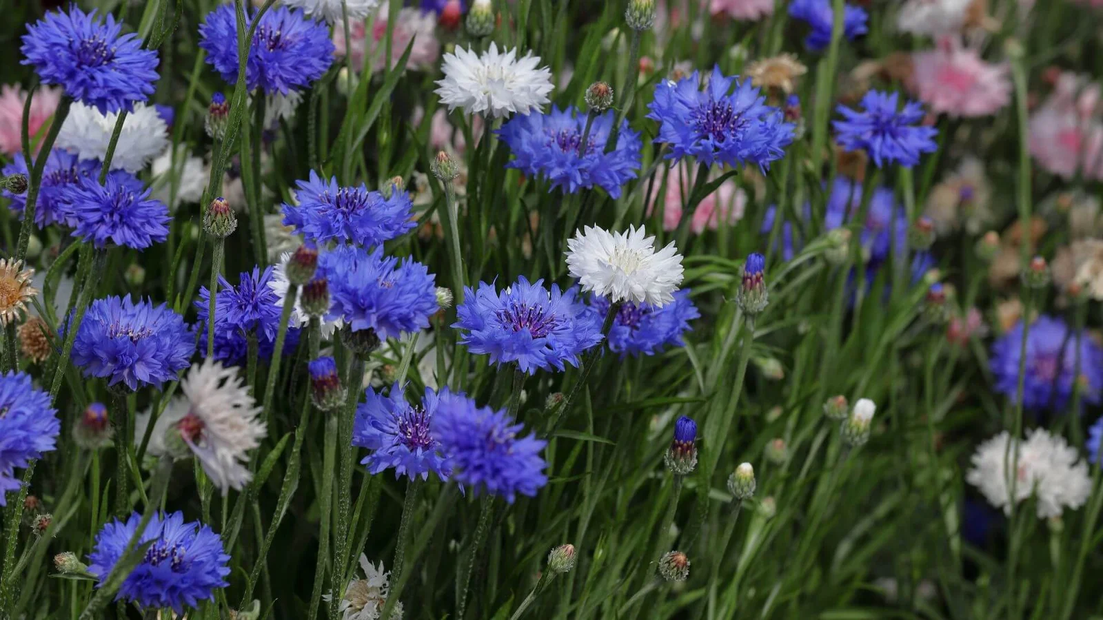 Zilā rudzupuķe (Centaurea cyanus)