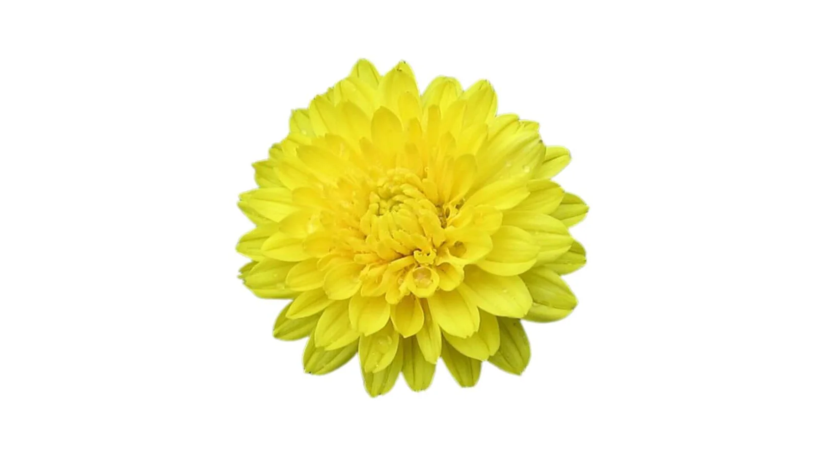 Dārza hrizantēma (Chrysanthemum × morifolium)