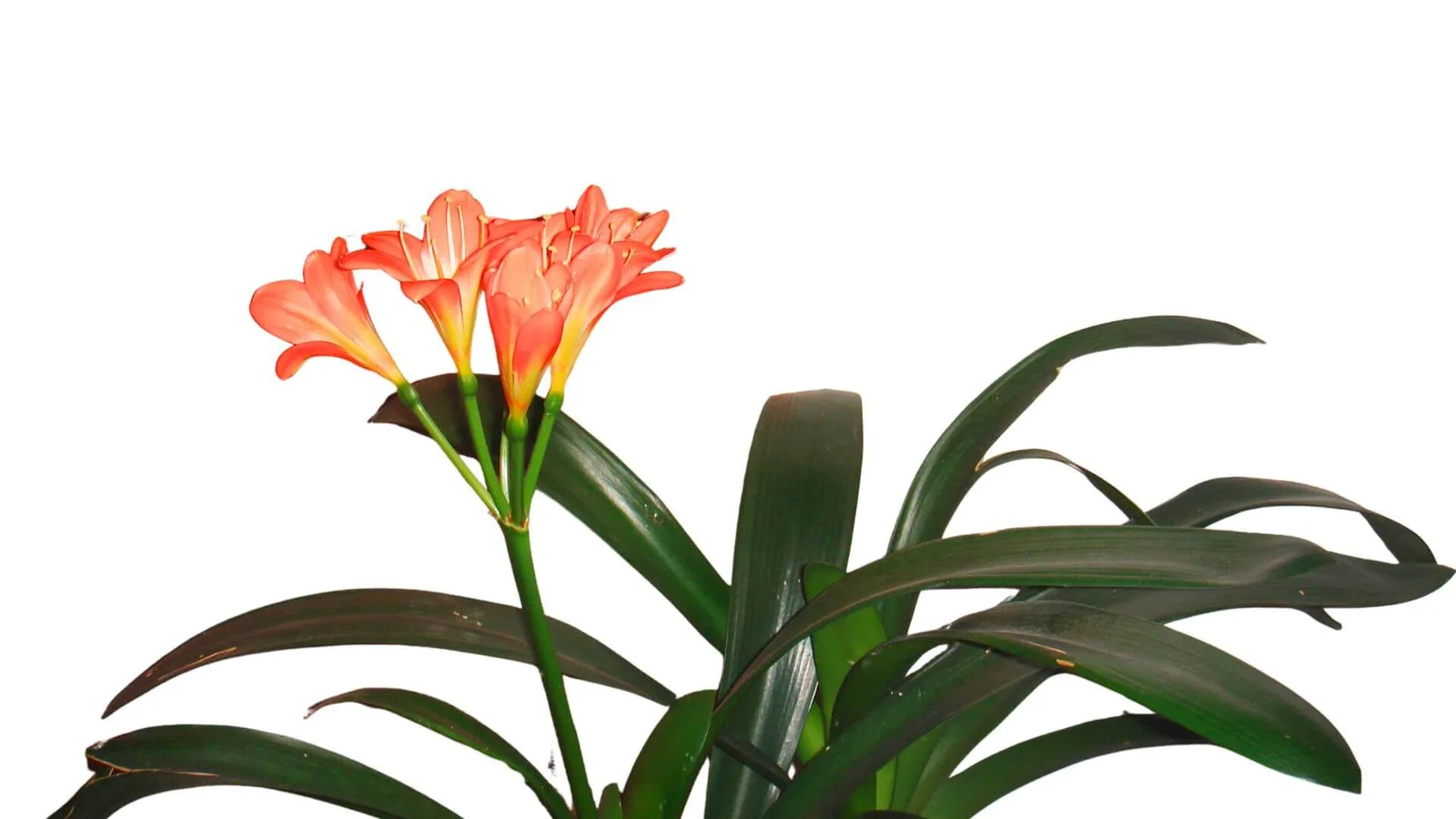 Mīkstā klīvija (Clivia miniata)