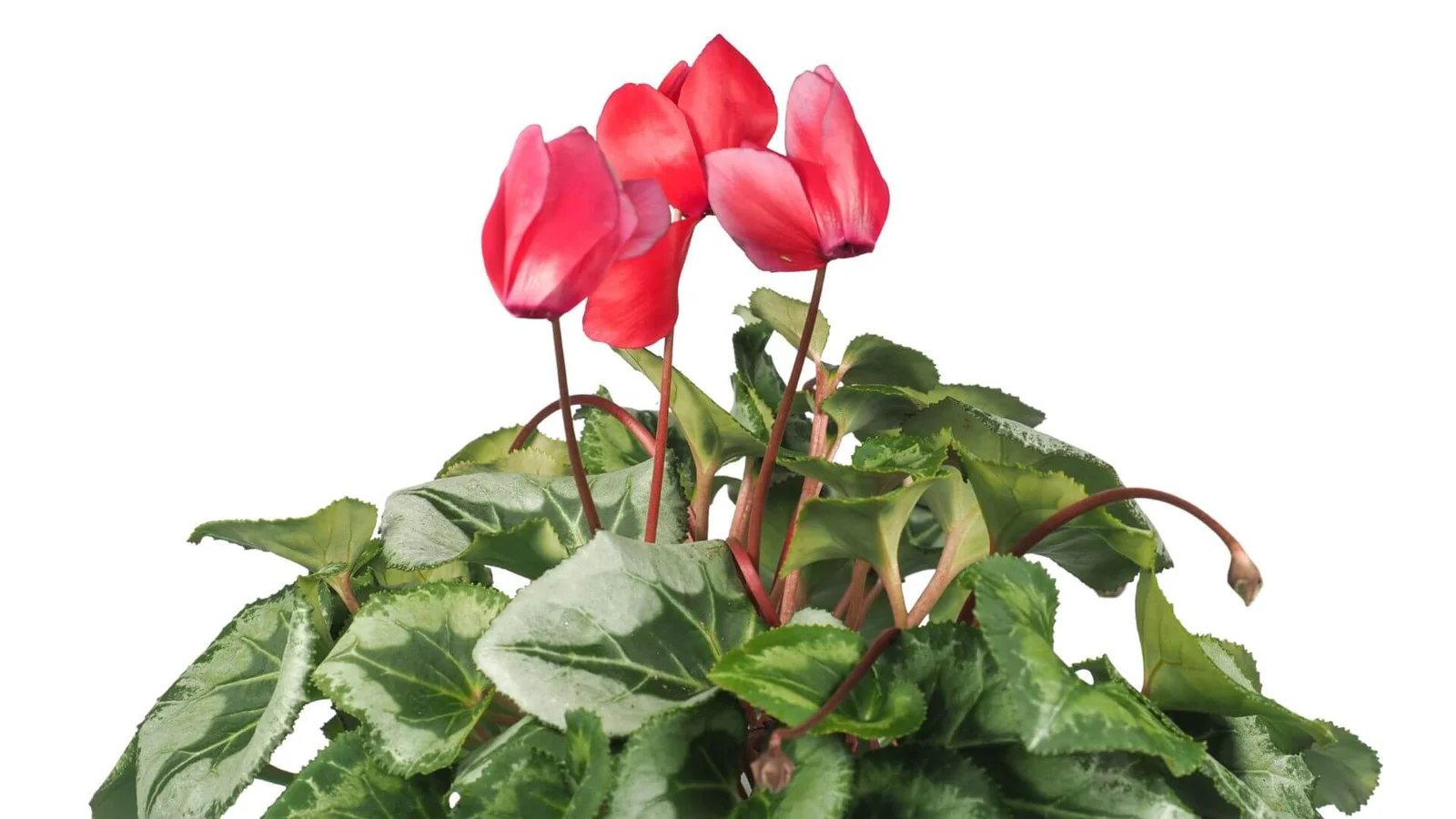 Persijas ciklamena (Cyclamen persicum)