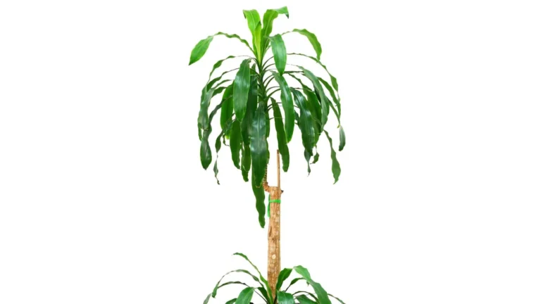 Smaržīgā dracēna (Dracaena fragrans)