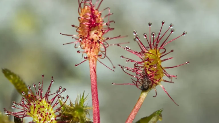 Apaļlapu rasene (Drosera rotundifolia)