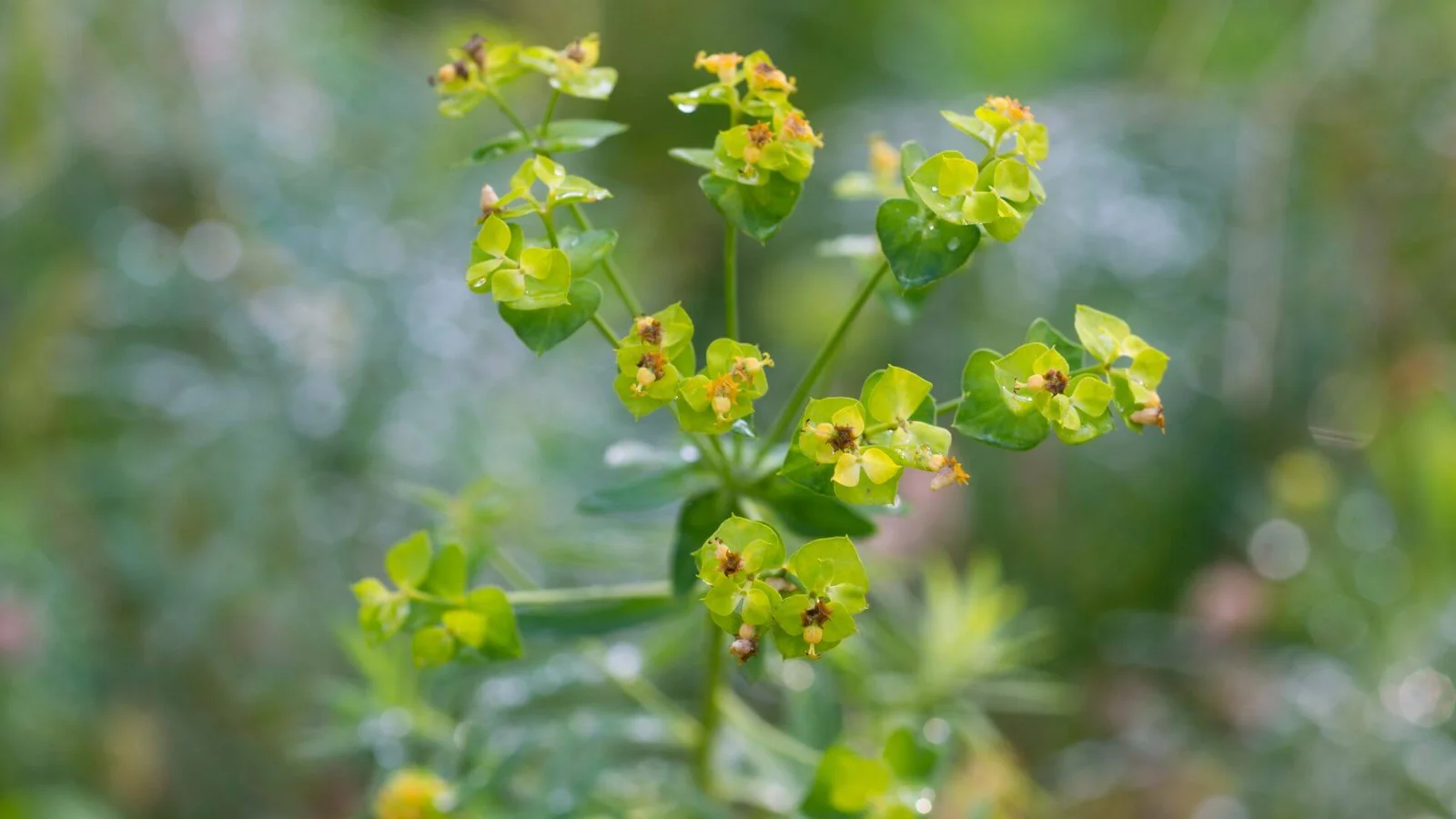 Asais dievkrēsliņš (Euphorbia esula)