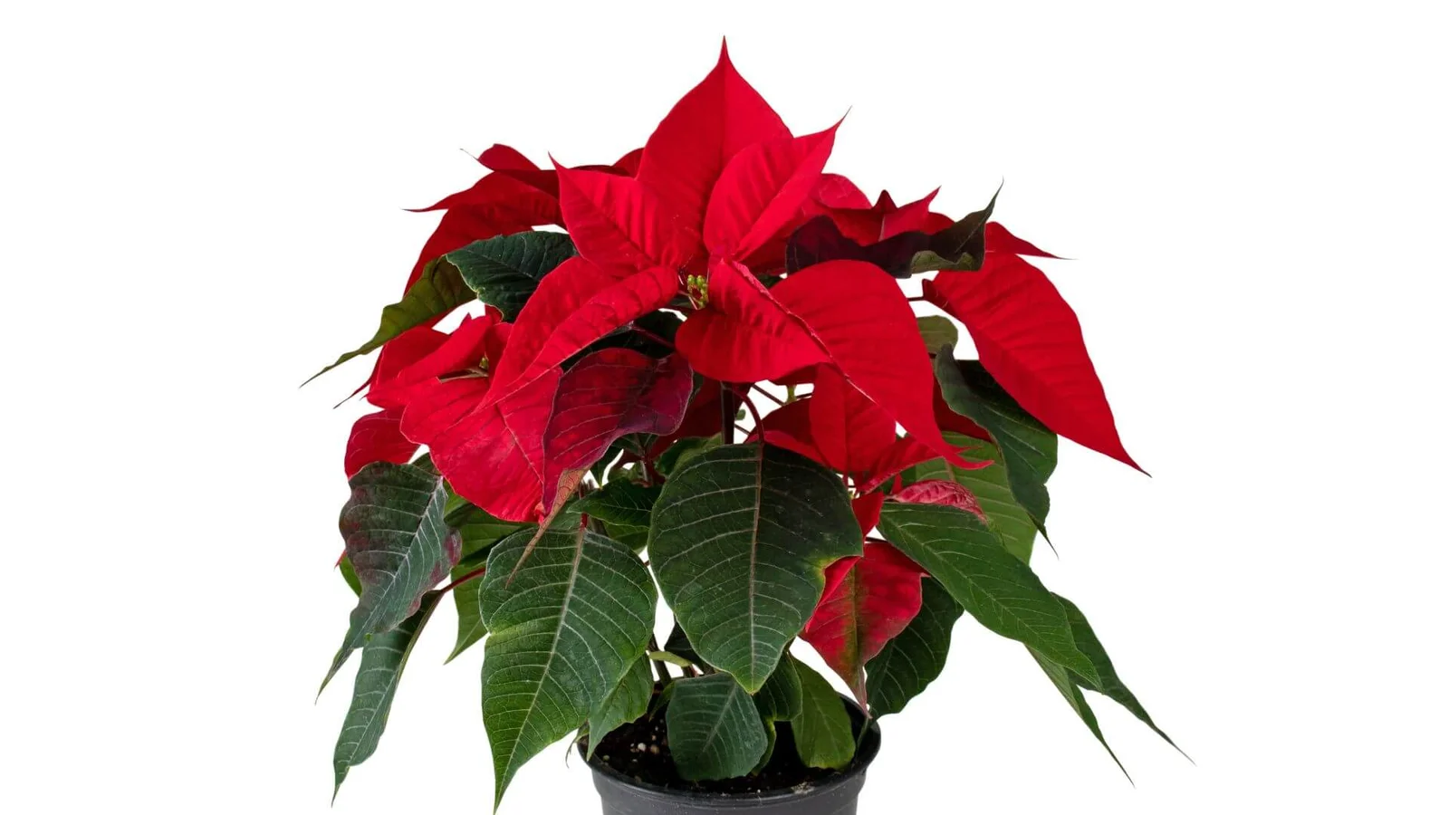 Skaistā puansētija (Euphorbia pulcherrima)