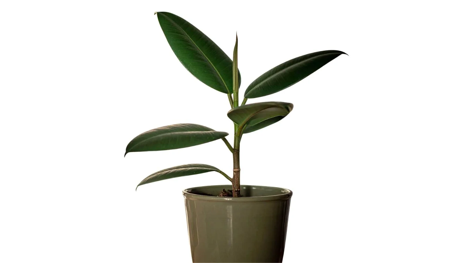 Kaučuka gumijkoks (Ficus elastica)