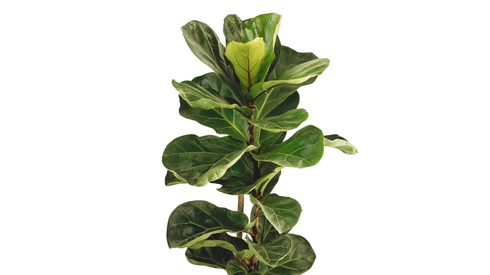 Lirveida fikuss (Ficus lyrata)