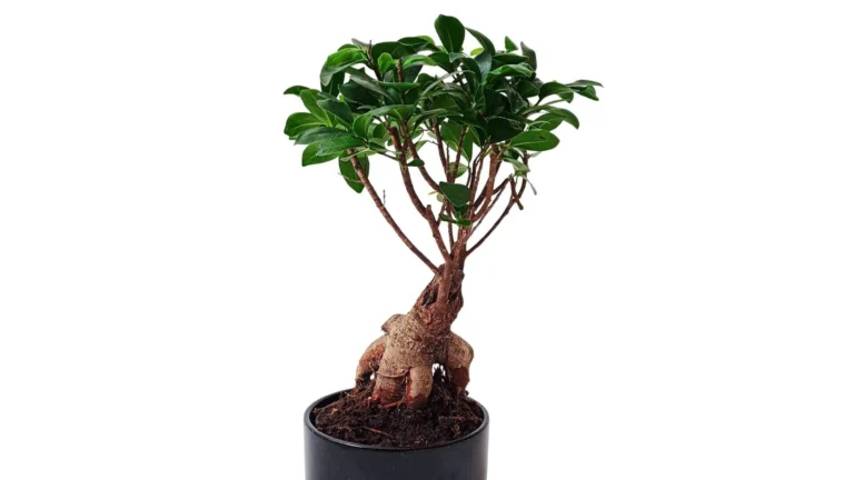 Ginsenga fikuss (Ficus microcarpa ginseng)