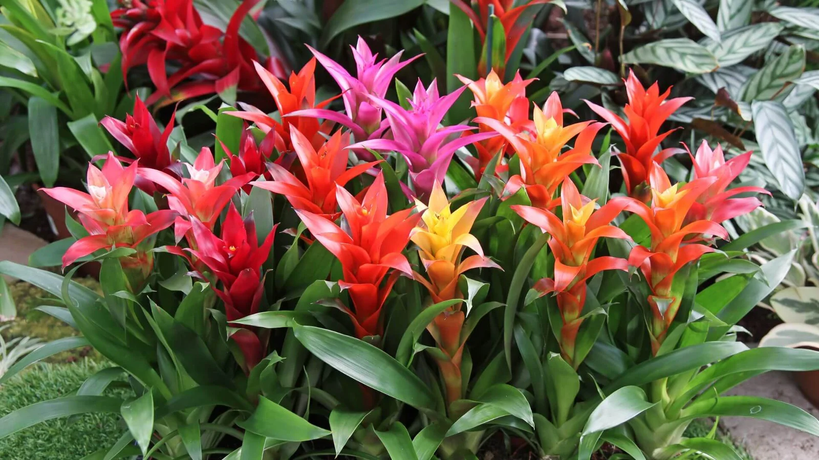 Mēles guzmanija (Guzmania lingulata)