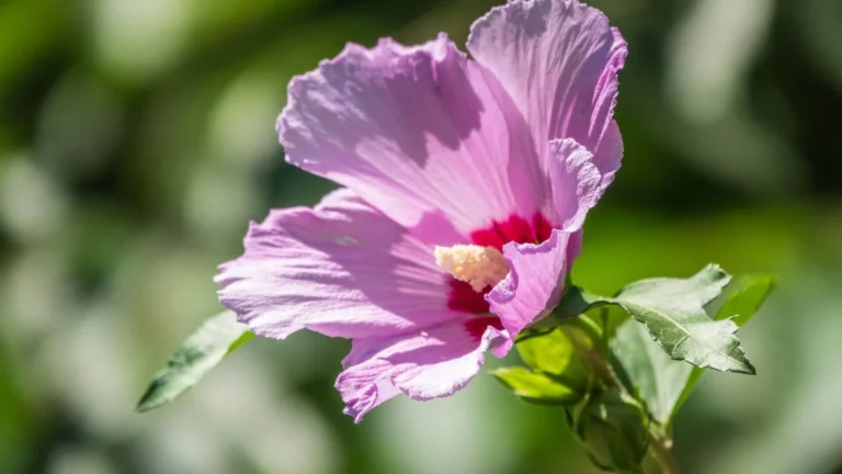 Purva hibisks (Hibiscus moscheutos)