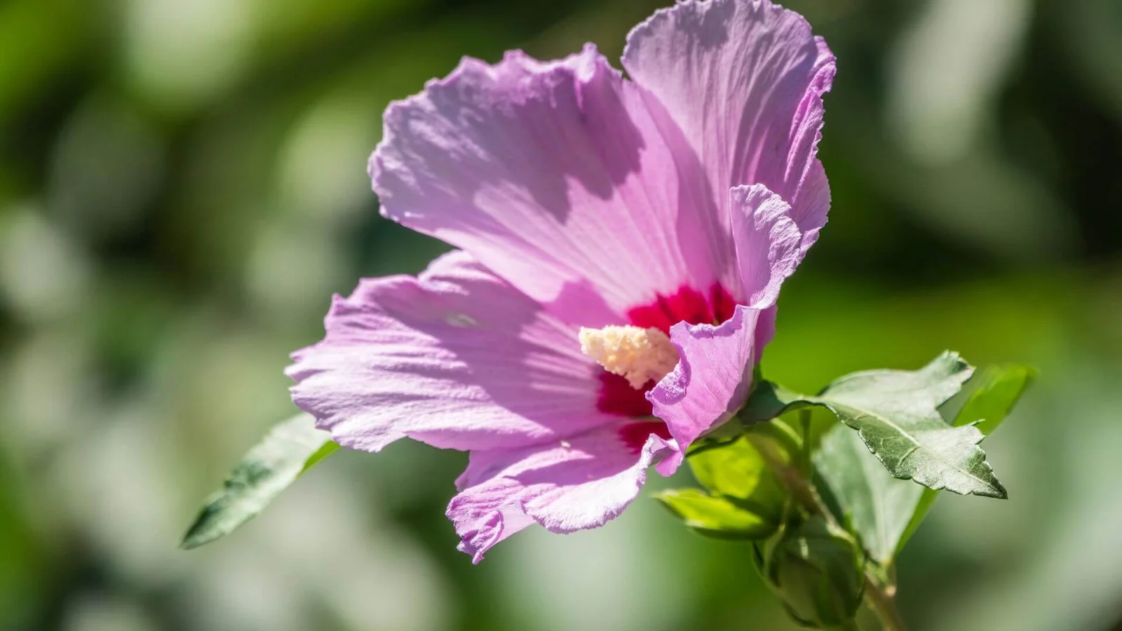 Purva hibisks (Hibiscus moscheutos)