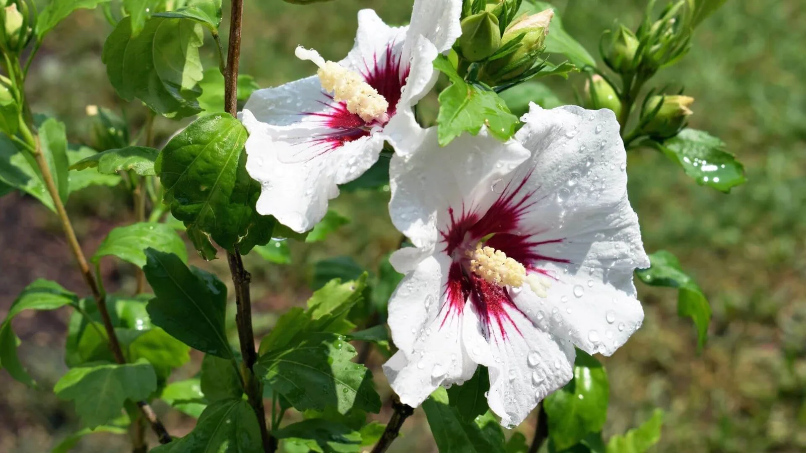Sīrijas hibisks (Hibiscus syriacus)
