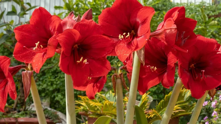 Hipeastrs / Amarillis (Hippeastrum)
