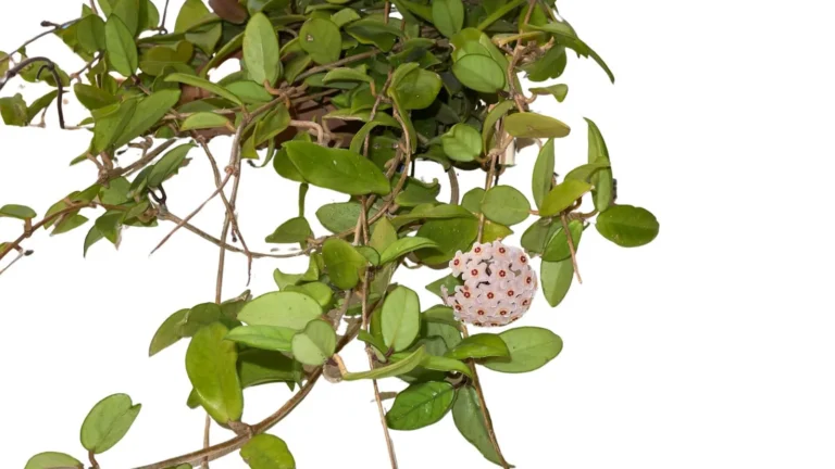 Gaļīgā vaskapuķe (Hoya carnosa)