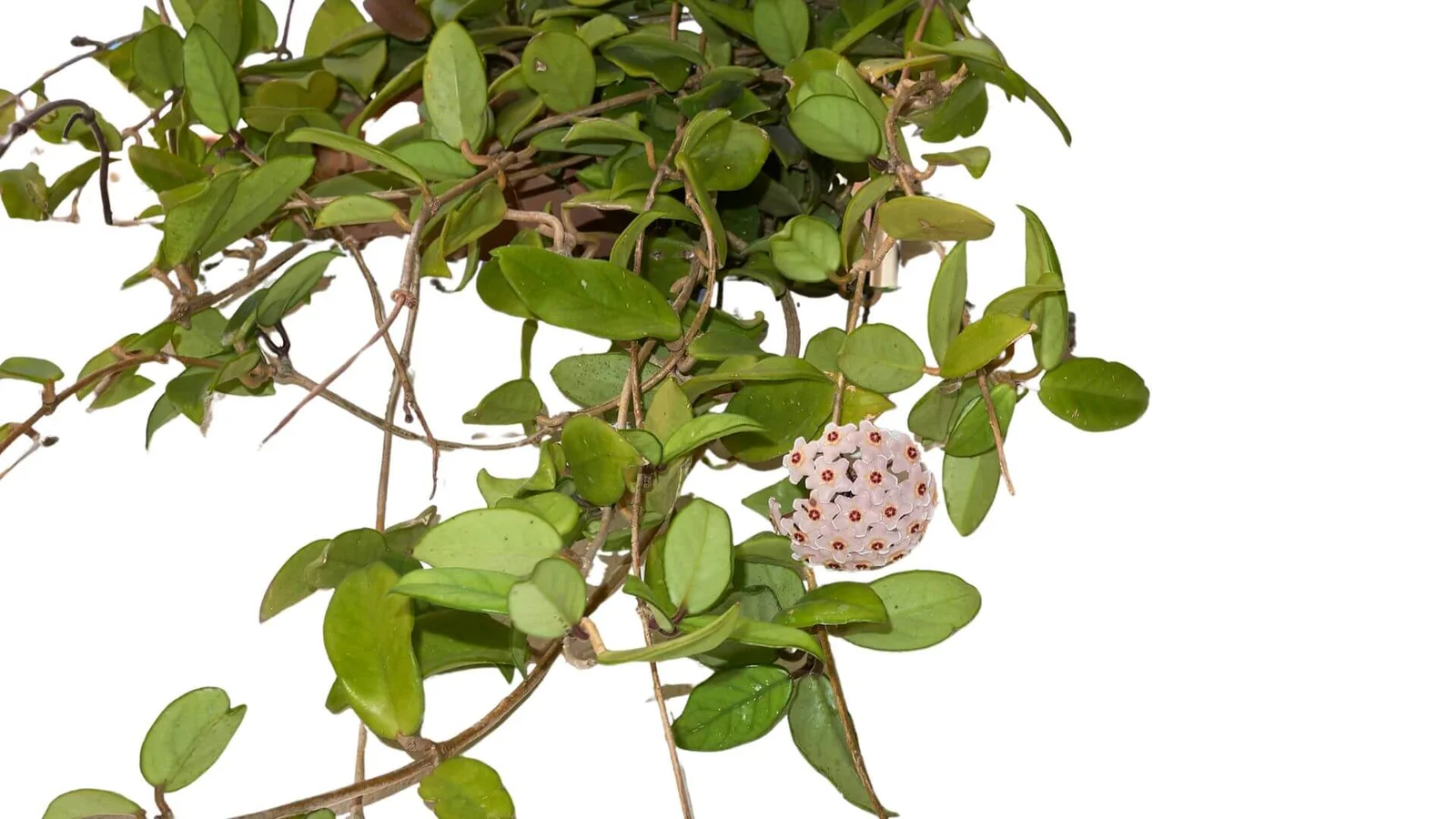 Gaļīgā vaskapuķe (Hoya carnosa)