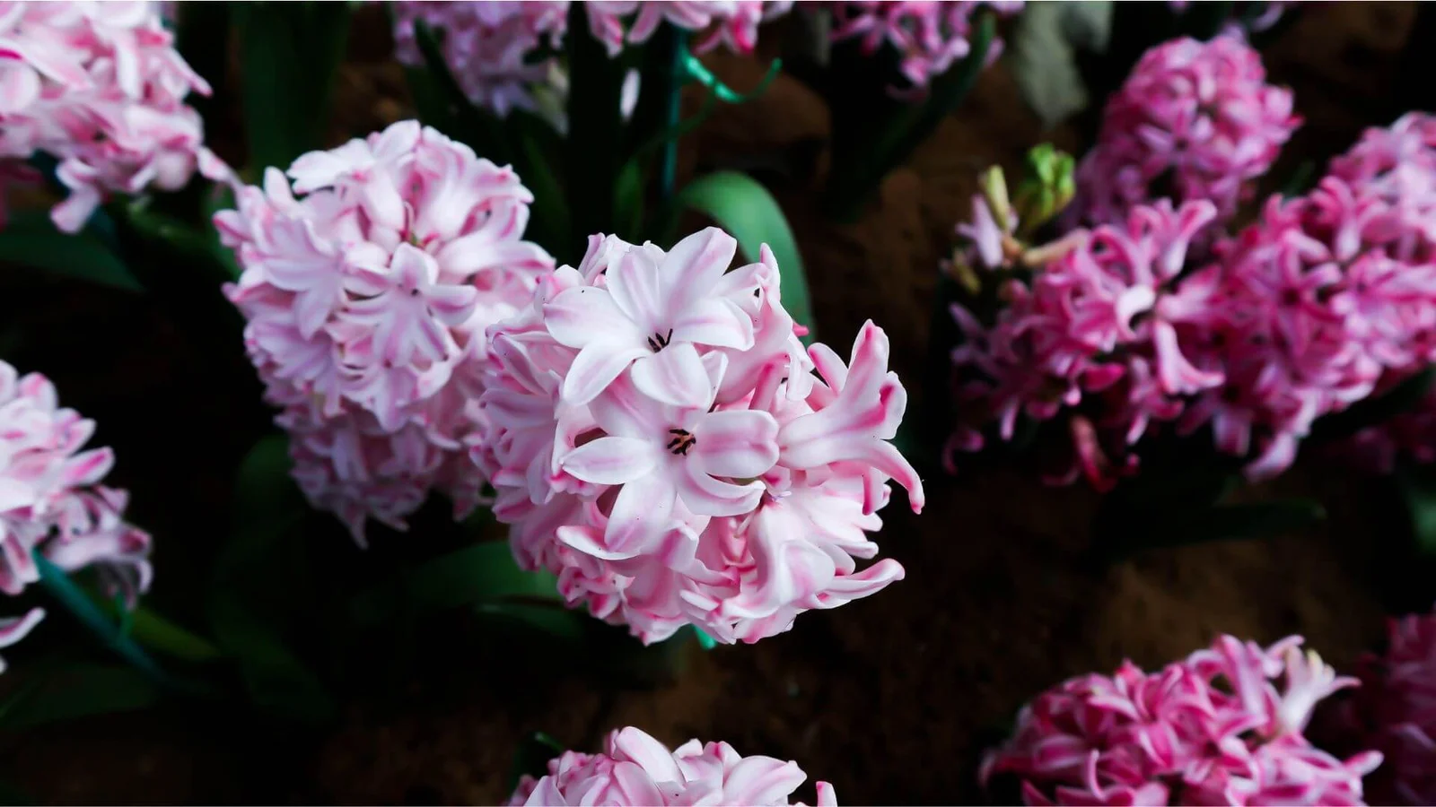 Austrumu hiacinte (Hyacinthus orientalis)