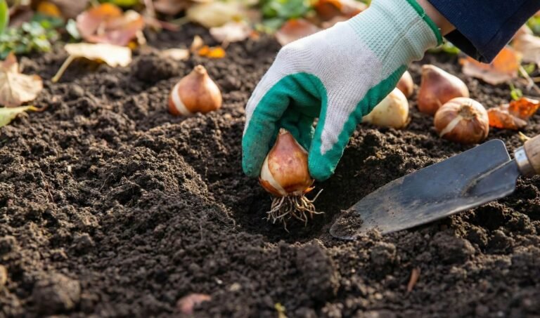 Kad stādīt tulpes? Ideālais laiks un augsnes temperatūras noslēpums