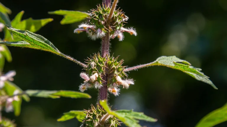 Sirds mātere (Leonurus cardiaca)