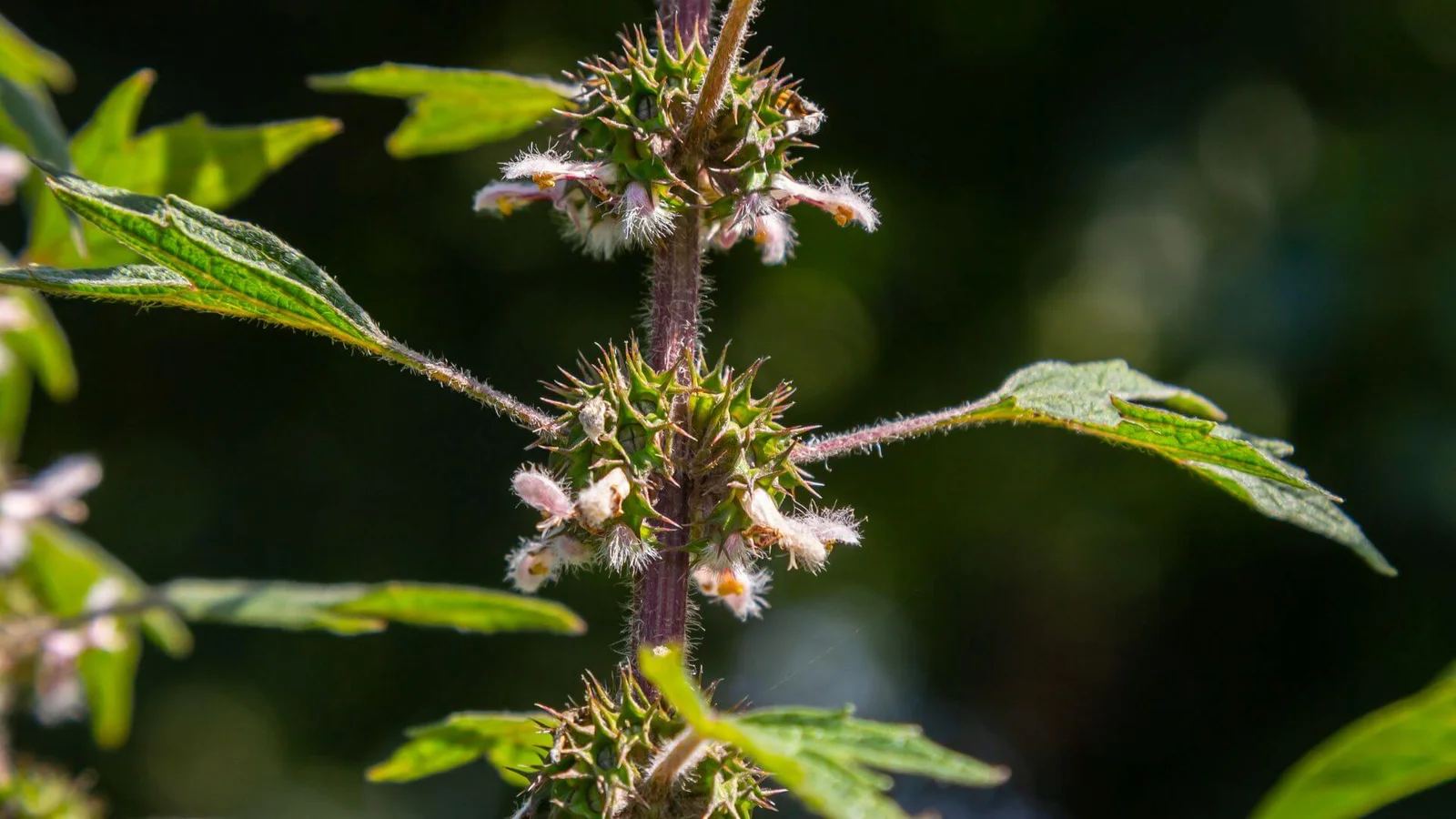 Sirds mātere (Leonurus cardiaca)