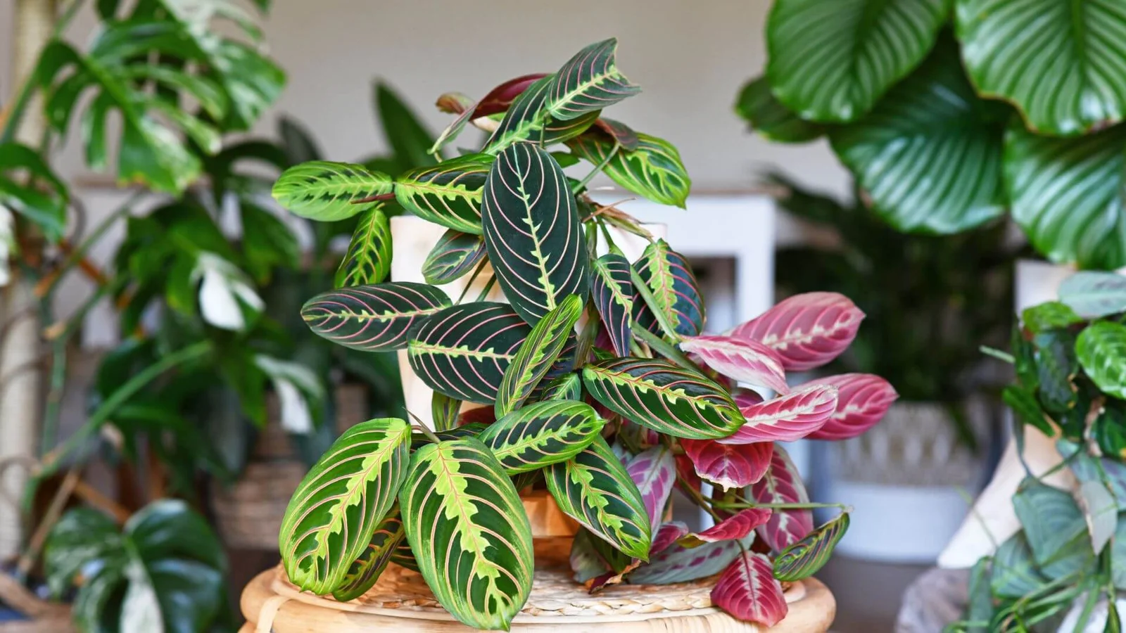 Baltdzīslu maranta (Maranta leuconeura)