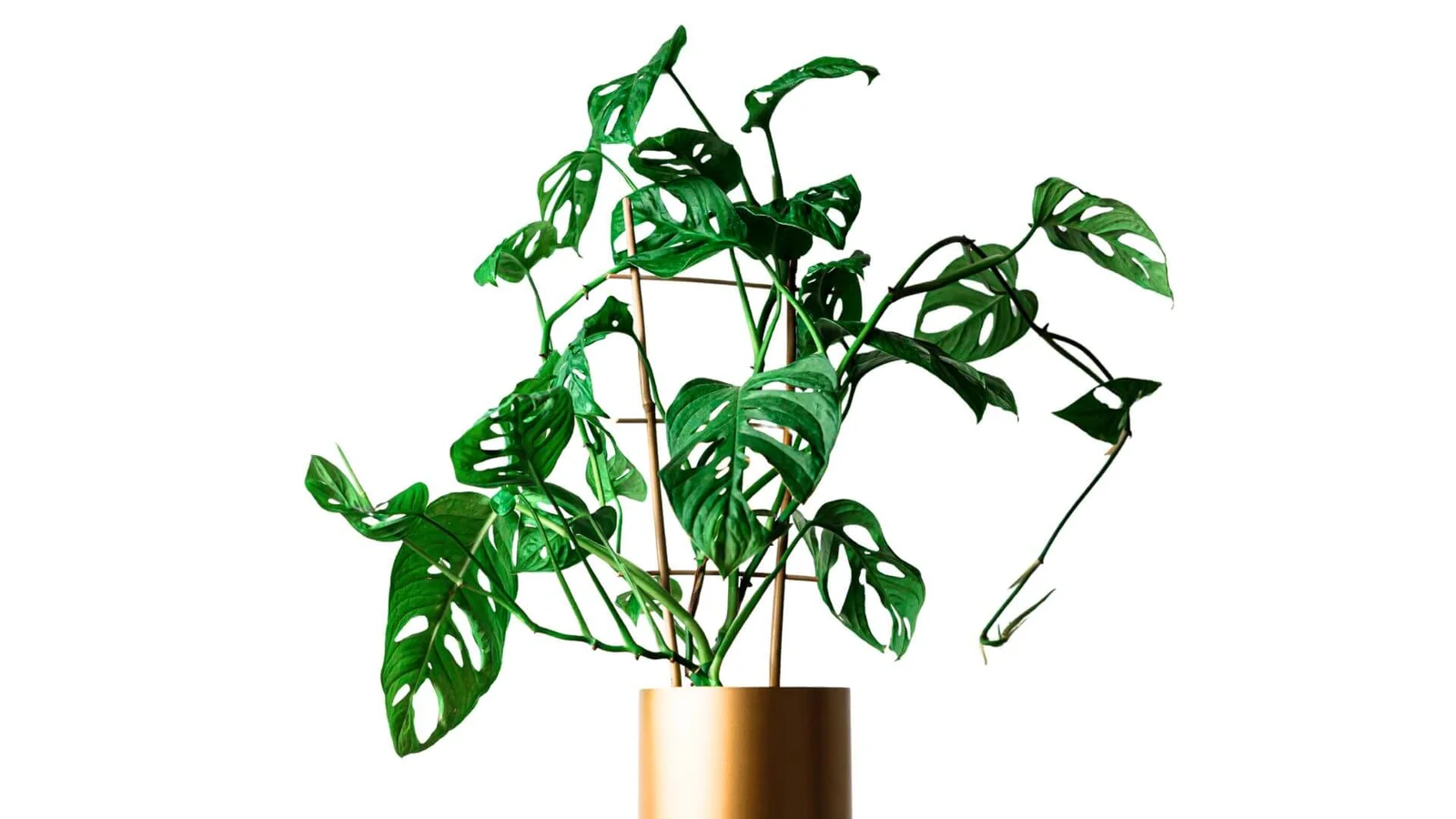 Adansona monstera (Monstera adansonii)