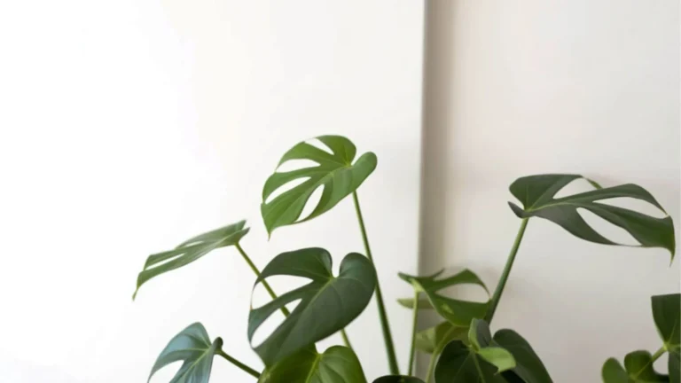 Delikateses monstera (Monstera deliciosa)