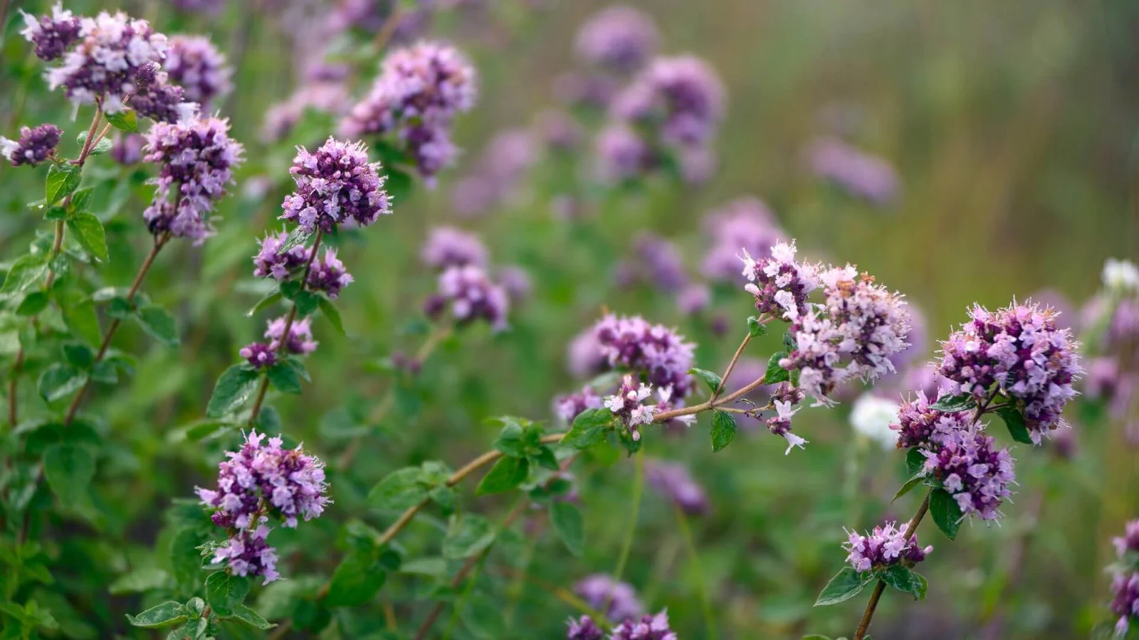 Parastā raudene (Origanum vulgare)