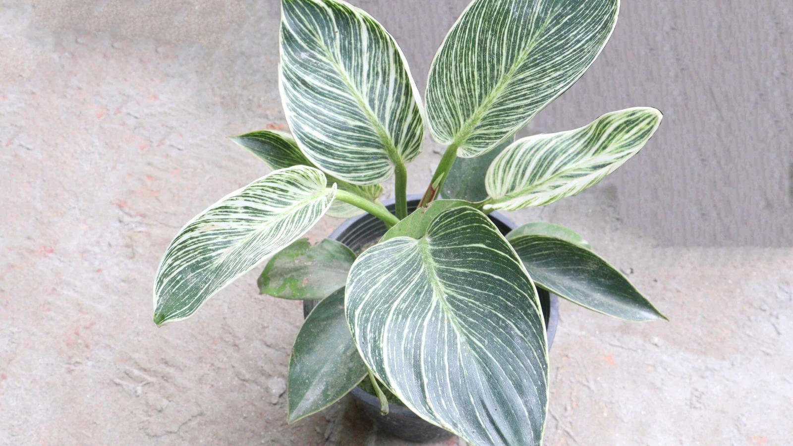 Filodendrs ‘Birkin’ (Philodendron ‘Birkin’)