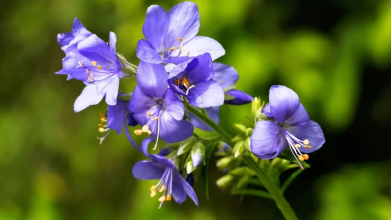 Zilā kāpnīte (Polemonium caeruleum)