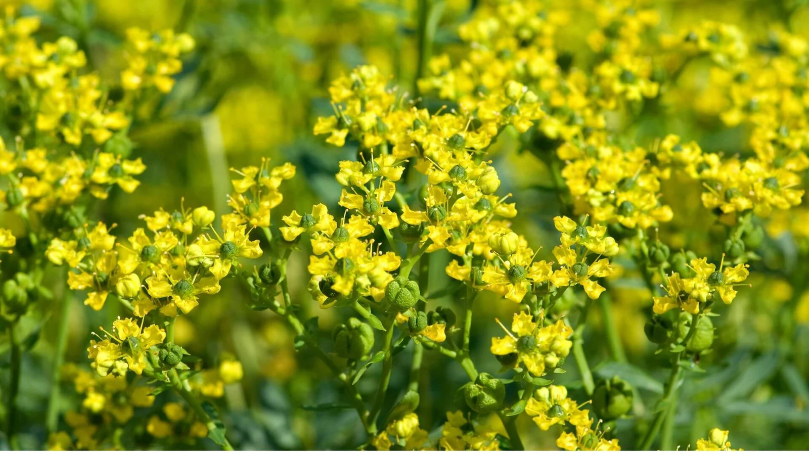 Smaržīgā rūta (Ruta graveolens)